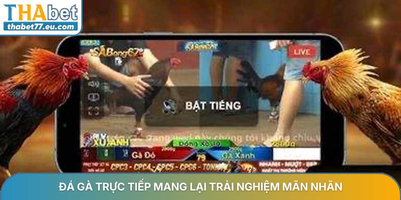 Đá gà trực tiếp mang lại trải nghiệm mãn nhãn