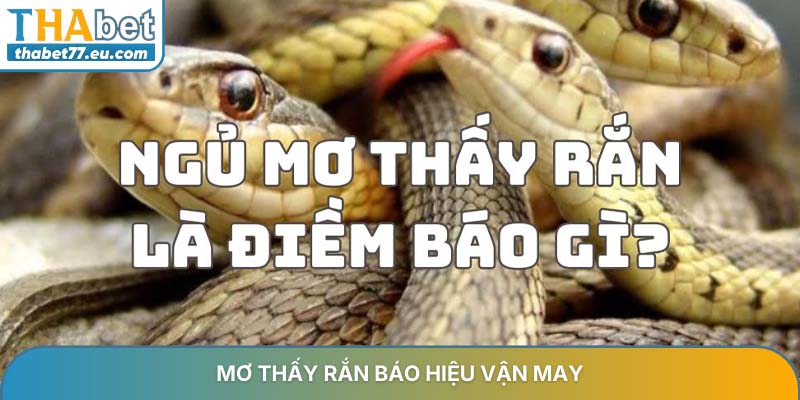 Mơ thấy rắn báo hiệu vận may
